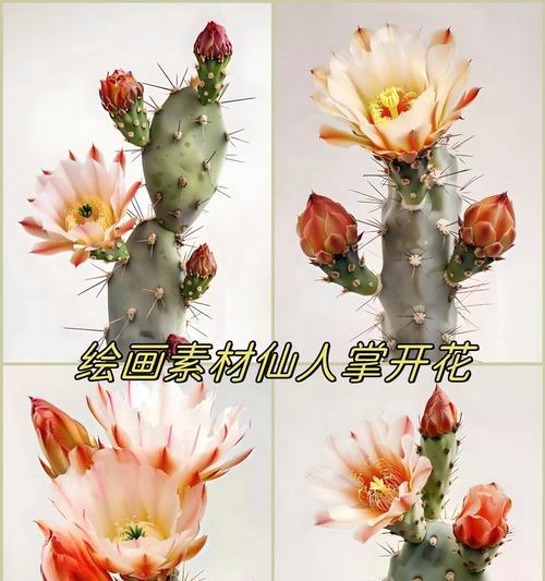 仙人掌枝条开花需要多长时间？