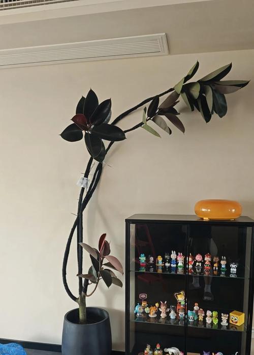 黑金刚之王仙人掌的种植技巧是什么？