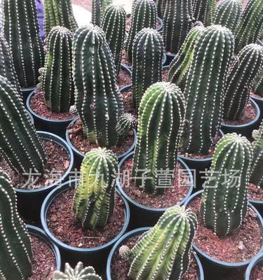 黑金刚之王仙人掌的种植技巧是什么？