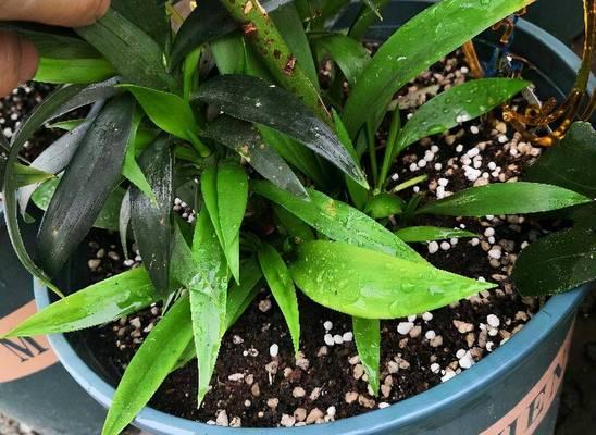 黑金刚之王仙人掌的种植技巧是什么？