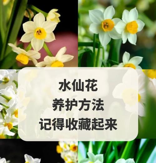 绚烂仙人球花的养护和管理方法是什么？
