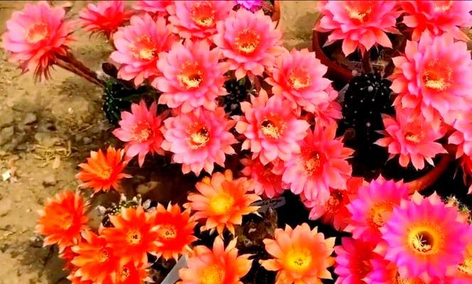 绚烂仙人球花的养护和管理方法是什么？