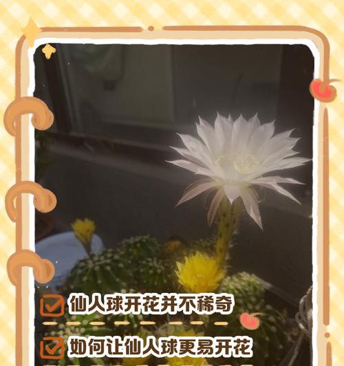 绚烂仙人球花的养护和管理方法是什么？