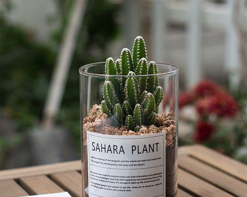 如何搭配绿植与仙人掌盆栽？