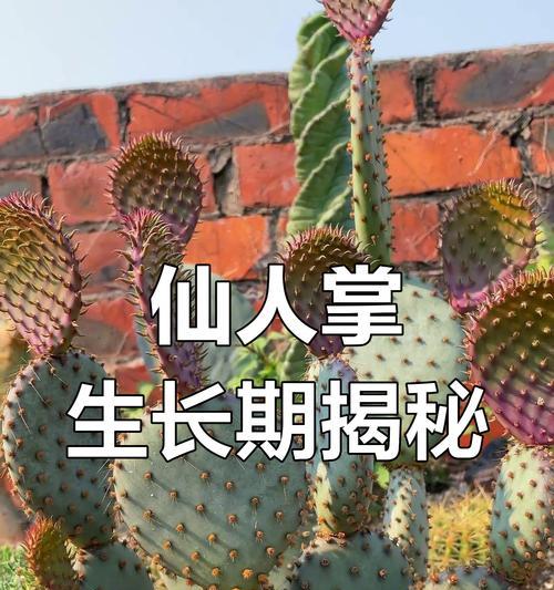 仙人掌栽培的基本步骤是什么？