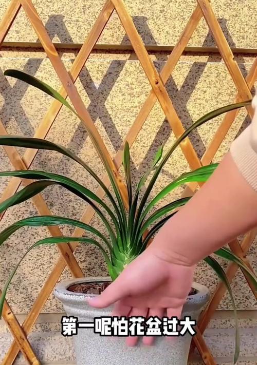 君子兰专用方花盆的种植方法是什么？