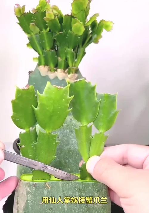 食用仙人掌果苗盆栽的养护技巧是什么？