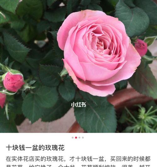 番薯培育玫瑰花的方法是什么？