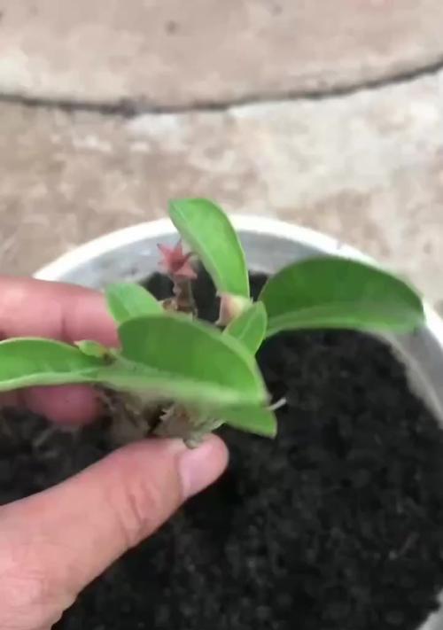 剪断玫瑰花避免枯萎的正确方法是什么？