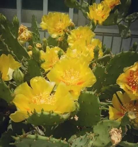 仙人掌球长花苞的养护技巧是什么？