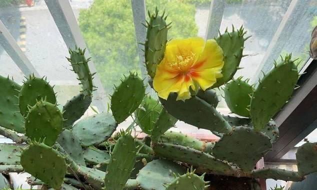 仙人掌球长花苞的养护技巧是什么？