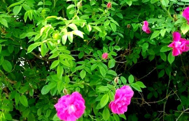 玫瑰花一枝有多少片叶子？叶子数量对生长有何影响？