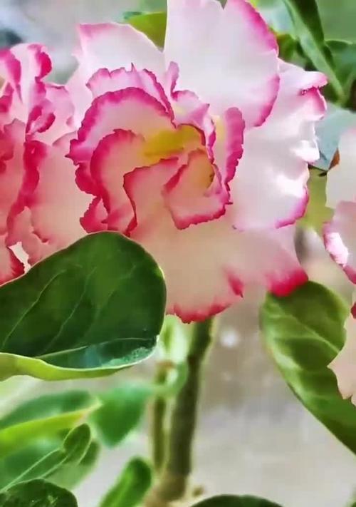 玫瑰花一枝有多少片叶子？叶子数量对生长有何影响？