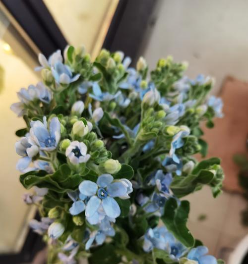 绿色玫瑰花适合搭配哪种颜色的叶子？
