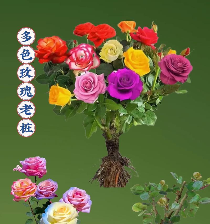 绿色玫瑰花适合搭配哪种颜色的叶子？