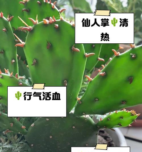 仙人掌浇水过多导致腐烂应如何补救？