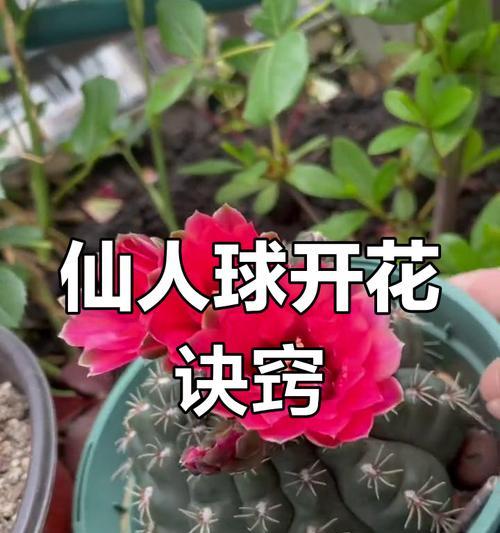 仙人球正确的浇水方法是什么？