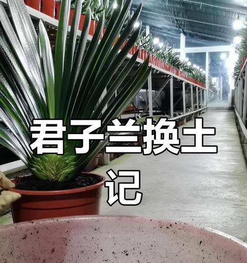 君子兰多久能长出新叶芽？