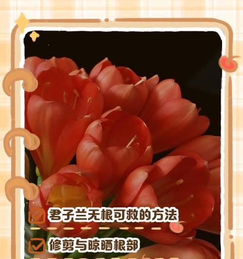 君子兰多久能长出新叶芽？