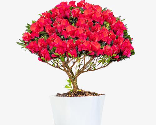 牡丹花在六角形花盆中应如何摆放？