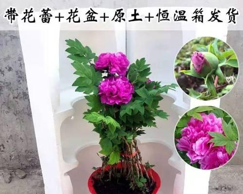 牡丹花在六角形花盆中应如何摆放？