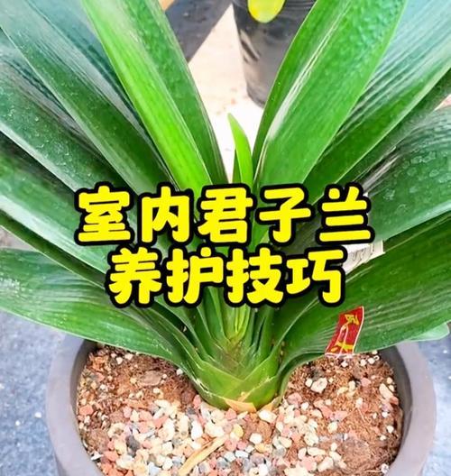 君子兰怎样才能养得更好更活？