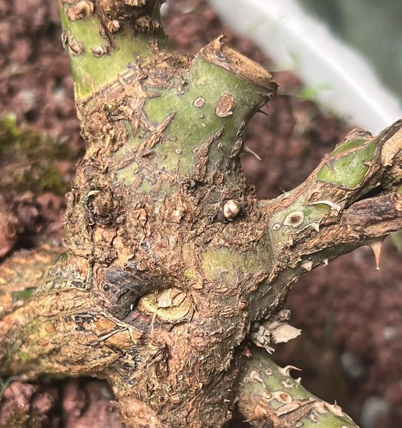 玫瑰花发芽时是什么颜色？