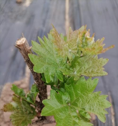 玫瑰花发芽时是什么颜色？