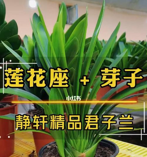 君子兰抹头后出现的芽点有何特点？