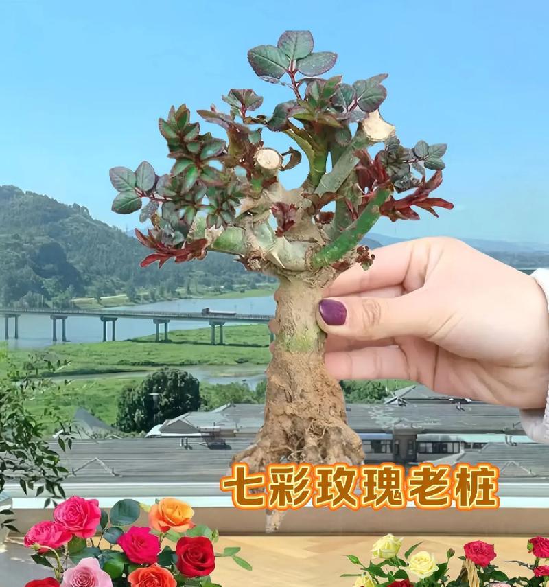 如何通过嫁接玫瑰花得到不同颜色的花朵？