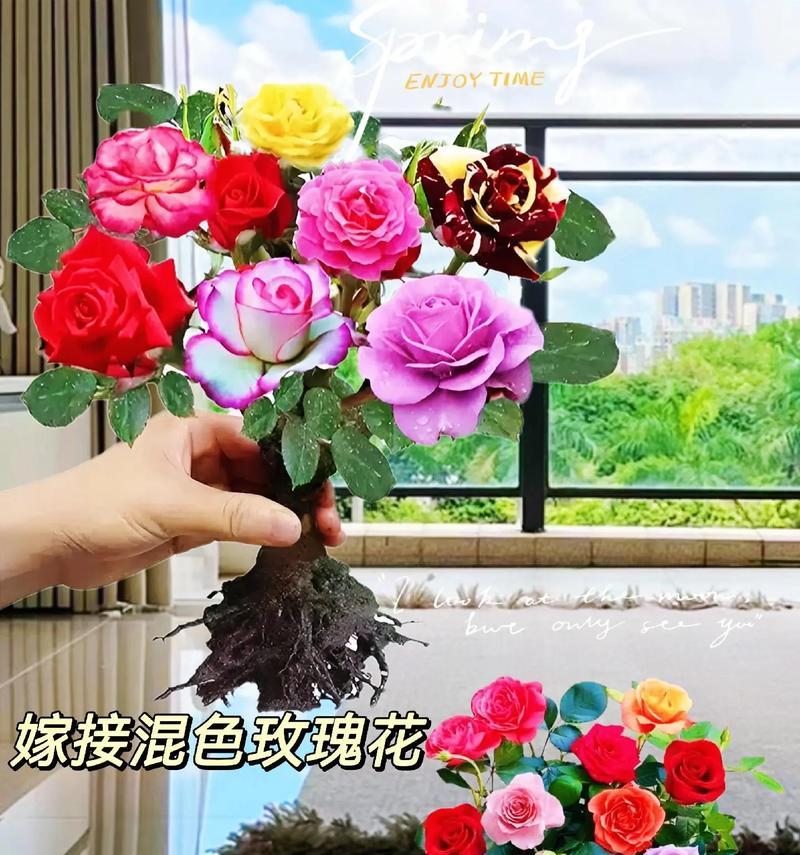 如何通过嫁接玫瑰花得到不同颜色的花朵？