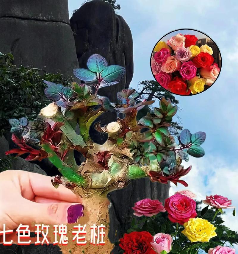 如何通过嫁接玫瑰花得到不同颜色的花朵？