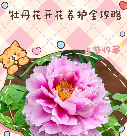 如何养护楼上牡丹花使其更美观？