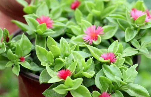 小青菜牡丹花的养殖方法有哪些？