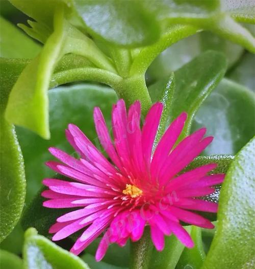 小青菜牡丹花的养殖方法有哪些？
