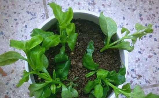 小青菜牡丹花的养殖方法有哪些？