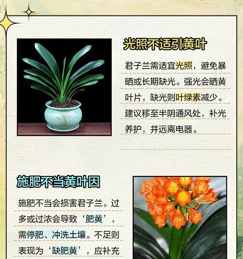 君子兰直晒会导致死亡吗？原因是什么？