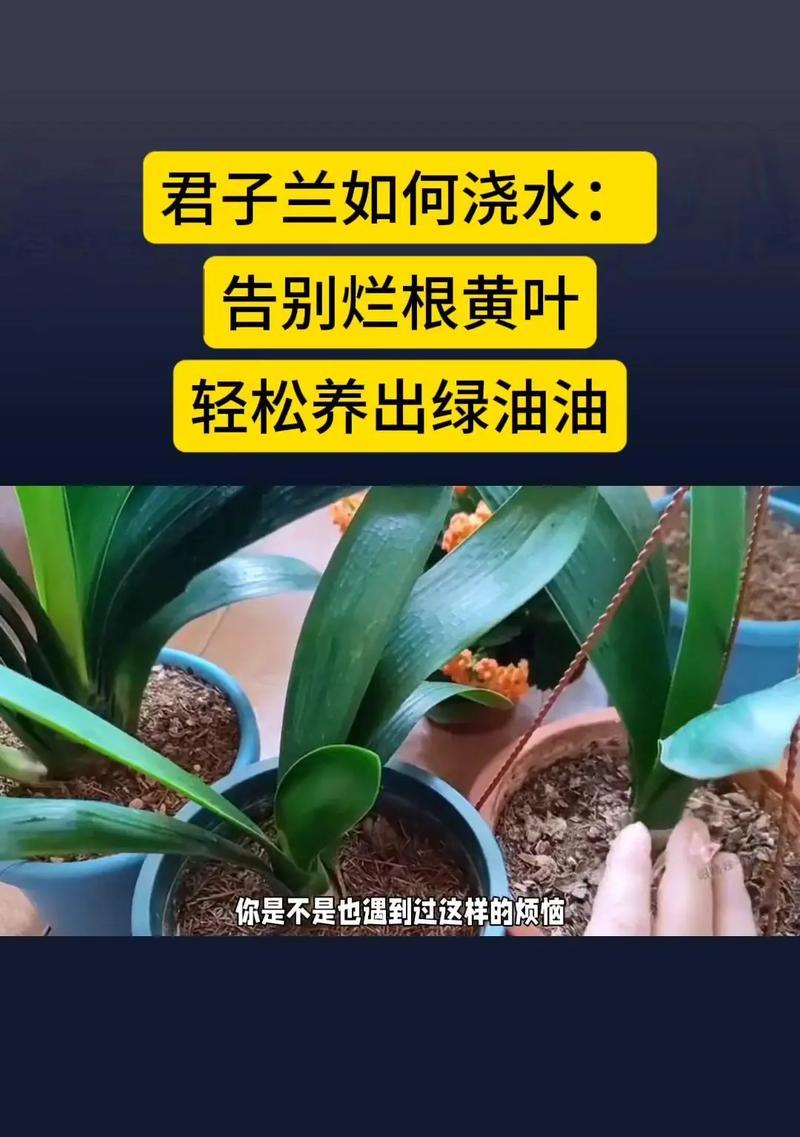 君子兰多久浇水一次？如何正确养护？