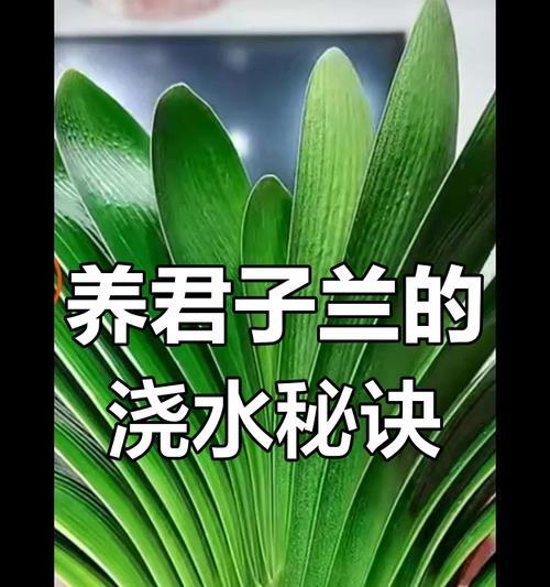 君子兰多久浇水一次？如何正确养护？