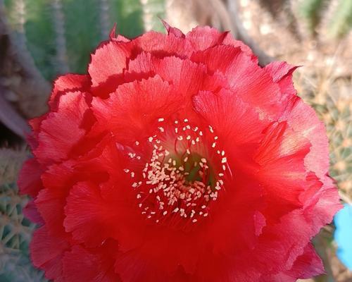 仙人球重瓣花朵有毒吗？正确的养护方法是什么？