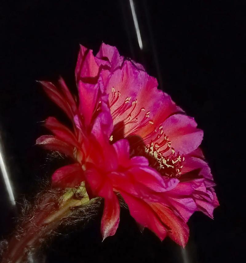 仙人球开花第一天需要注意什么？