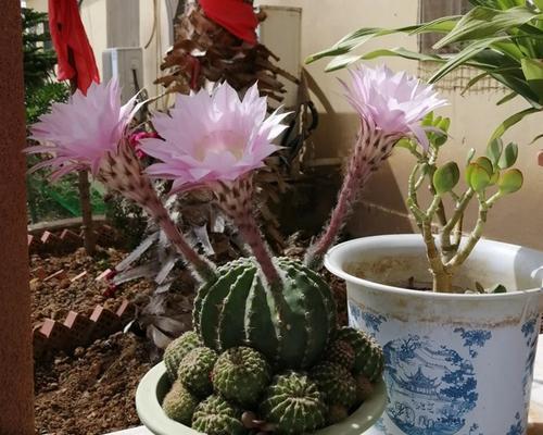 仙人球开花第一天需要注意什么？