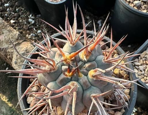 仙人球原产地的土壤有什么特点？