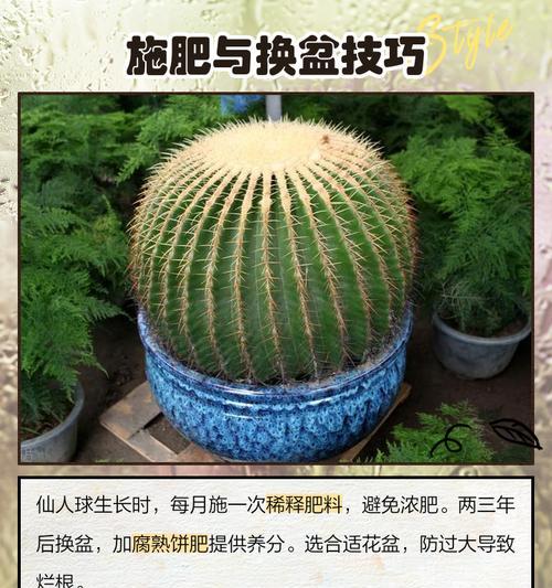 山东仙人球何时需要入室过冬？