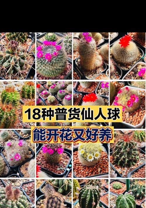 种植仙人球的收益如何计算成本？