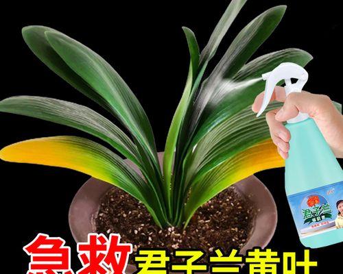 君子兰开花需要哪种促花肥料？
