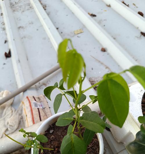 君子兰开花需要哪种促花肥料？