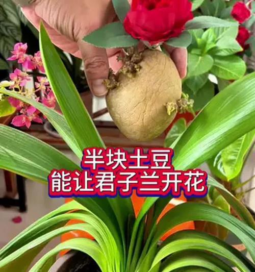 君子兰高手是如何养花的？