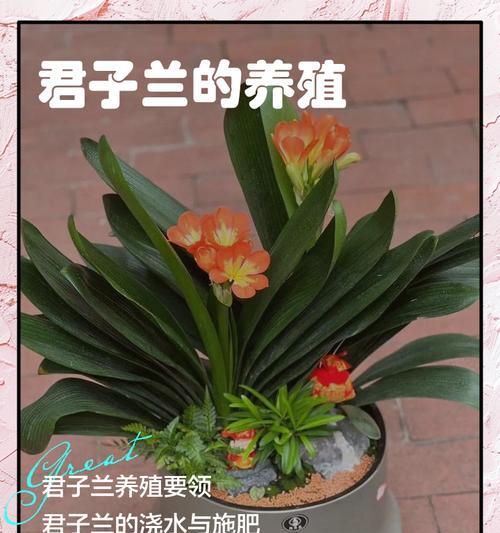 君子兰缺少光照会有哪些影响？
