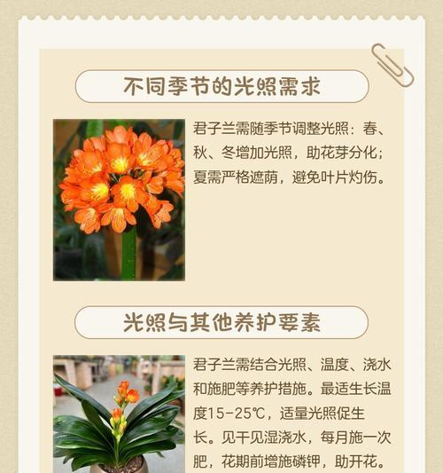 君子兰缺少光照会有哪些影响？